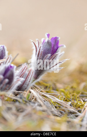 Bourgeon d'une anémone pulsatille (Pulsatilla vulgaris), close-up Banque D'Images