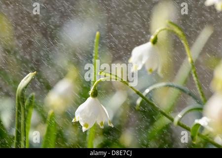 Flocons de printemps Leucojum vernum) (dans la pluie, close-up Banque D'Images