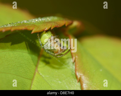 Vert concombre araignée orb web gardiennage Banque D'Images