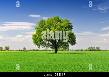 Arbre sur un champ de Altengamme, Hambourg, Allemagne, Europe Banque D'Images