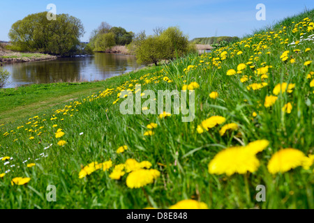 Digue et dans la réserve naturelle Zollenspieker Kirchwerder, Hambourg, Allemagne, Europe Banque D'Images