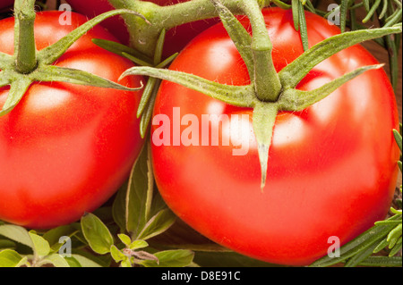 Les tomates mûries sur vigne truss produits frais du jardin. Banque D'Images