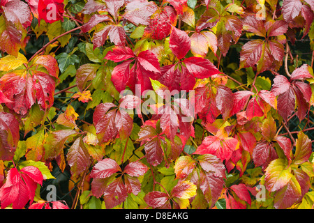 Feuillage coloré en automne, vigne (Parthenocissus quinquefolia) Banque D'Images