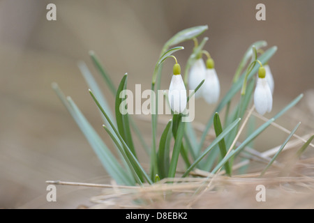 Perce-neige, Galanthus nivalis, Haut-Palatinat, Bavaria, Germany, Europe Banque D'Images