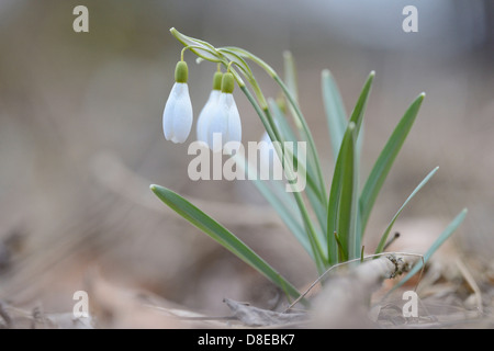 Perce-neige, Galanthus nivalis, Haut-Palatinat, Bavaria, Germany, Europe Banque D'Images