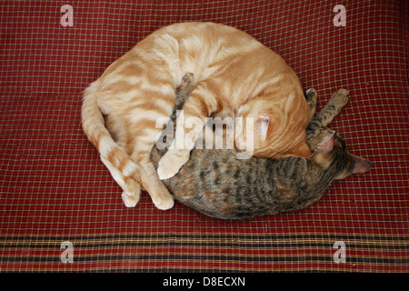 Deux chats dorment recroquevillée sur la literie. Banque D'Images