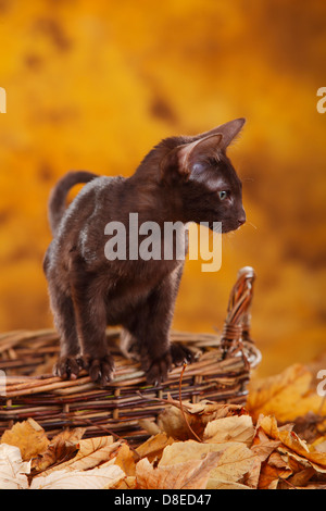 Chat Oriental,jeune tomcat, La Havane / chocolat, panier Banque D'Images