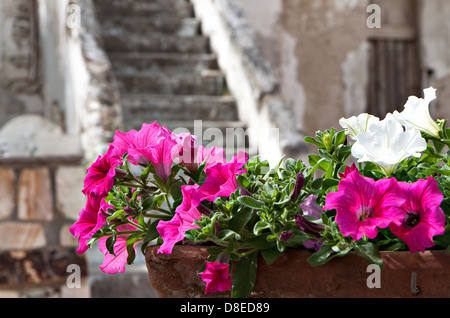 Fleurs au jardin d'une vieille maison en pierre dans une île grecque Banque D'Images