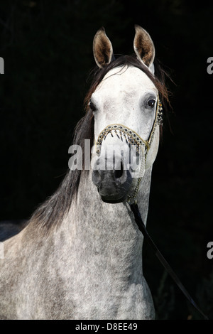 Nice arabian stallion avec show halterin face de fond noir Banque D'Images