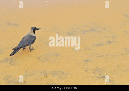 Les crow sur la plage Banque D'Images