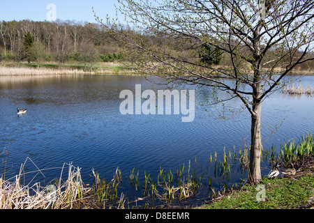 Parc de loisirs de canard, du nom de Ronald Reagan dans la ceinture côtière, Gdansk-Brzezno, Pologne. Banque D'Images