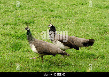 Deux paonnes femelles paons, Indiens, Pavo cristatus, les oiseaux en captivité nourriture dans un champ d'herbe Banque D'Images