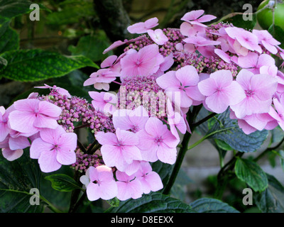 (Hygrangea Lacecap Hortensias) croissant dans un jardin biologique Sussex Banque D'Images