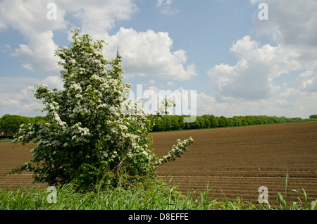 L'aubépine, Crataegus, en face de terres fraîchement labourés prêts pour la plantation dans la province du Limbourg, aux Pays-Bas. Banque D'Images