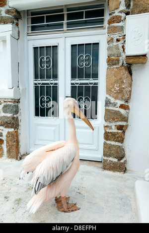 Le célèbre pélican de l'île de Mykonos en Grèce Banque D'Images