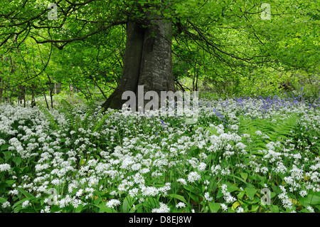 Ramsons ou ail sauvage et jacinthes sous un auvent de feuilles de hêtre au printemps Banque D'Images