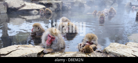 Les singes macaques japonais (neige), à Nagano, au Japon. Banque D'Images