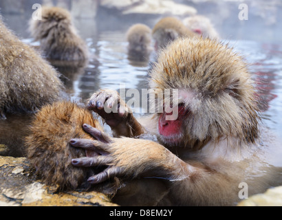 Les singes macaques japonais (neige), à Nagano, au Japon. Banque D'Images