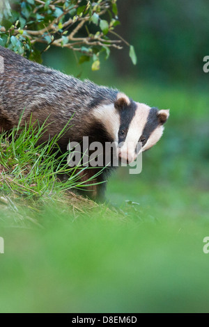 Femme Blaireau (Meles meles) issues des scieries sett, portrait. UK Banque D'Images