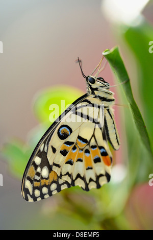 Commune de papillon papillon Papilio demoleus (Lime) sur une feuille Banque D'Images