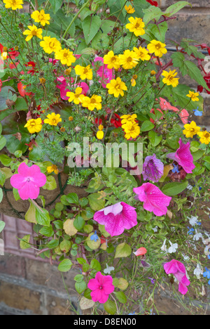 Des soucis et des Français pétunia dans un panier suspendu Banque D'Images