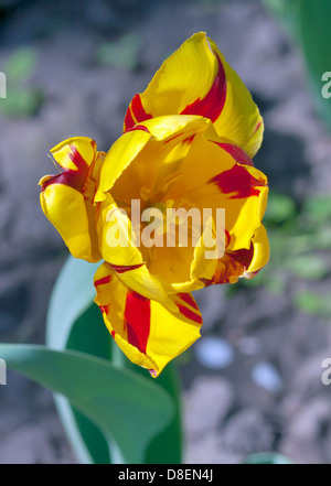 Jaune Rouge dépouillé macro tulipes contre natural background Banque D'Images