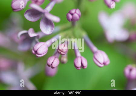 Lilas en fleurs, Suède, en mai. Bourgeons de lilas sur vert. Banque D'Images