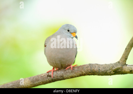 La masse coassant colombe (Columbina cruziana) sitting on branch Banque D'Images