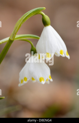 Printemps (Leucojum vernum) Flocons, close-up Banque D'Images