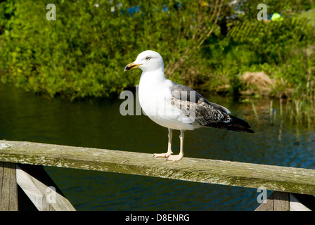 Jeune Goéland marin (Larus marinus), la baie de Cardiff, Pays de Galles, la réserve naturelle des zones humides. Banque D'Images