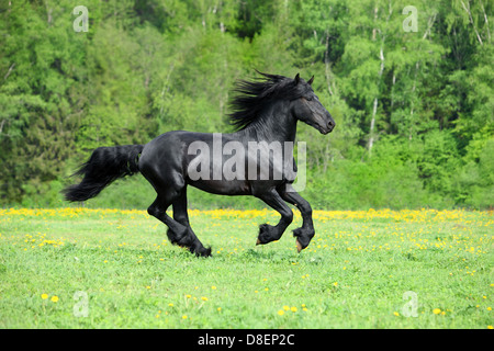 Étalon frison noir galop dans le coucher du soleil Banque D'Images