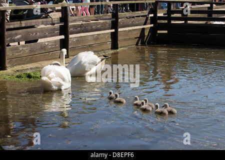 Abbotsbury, UK. 27 mai, 2013. Cygnes de manger un mélange de gazon et de blé. Vacances de cygnes bébé. Abbotsbury Swannery dans le Dorset est unique. C'est le seul endroit au monde où vous êtes capable de marcher à travers le cœur d'une colonie de nidification de cygnes tuberculés. Credit : Ed Stone/Alamy Live News Banque D'Images