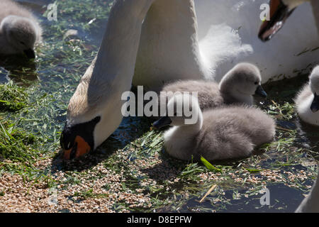 Abbotsbury, UK. 27 mai, 2013. Cygnes de manger un mélange de gazon et de blé. Vacances de cygnes bébé. Abbotsbury Swannery dans le Dorset est unique. C'est le seul endroit au monde où vous êtes capable de marcher à travers le cœur d'une colonie de nidification de cygnes tuberculés. Credit : Ed Stone/Alamy Live News Banque D'Images