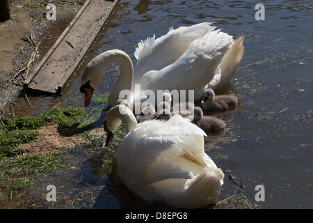 Abbotsbury, UK. 27 mai, 2013. Cygnes de manger un mélange de gazon et de blé. Vacances de cygnes bébé. Abbotsbury Swannery dans le Dorset est unique. C'est le seul endroit au monde où vous êtes capable de marcher à travers le cœur d'une colonie de nidification de cygnes tuberculés. Credit : Ed Stone/Alamy Live News Banque D'Images