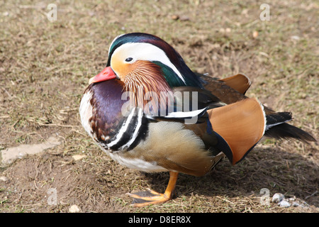 Un comité permanent d'oiseaux multicolores sur le terrain. Banque D'Images