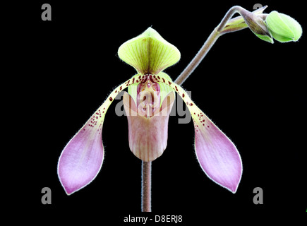 Lady's Slipper orchidée, fleur et bud, Paphiopedilum lowii Paph. Banque D'Images