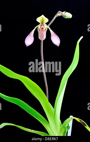 Lady's Slipper orchidée fleur Paphiopedilum lowii. Banque D'Images