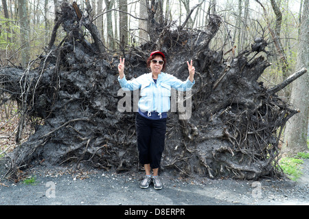 Femme Asiatique se trouve en face de l'arbre déraciné dans réservoir Manasquan State Park, Manasquan, NJ USA Banque D'Images