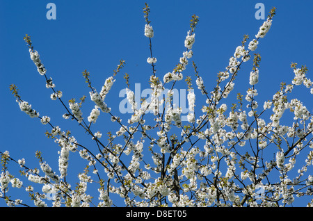 Blooming cherry tree in spring avec ciel bleu en arrière-plan Banque D'Images