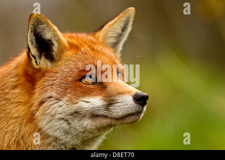 Un renard roux portrait pris dans le Surrey, en Angleterre, au cours du printemps Banque D'Images