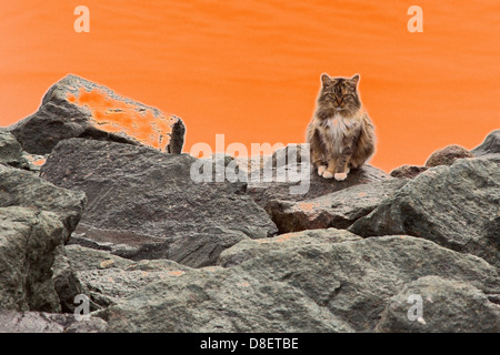 National City, Californie - Un chat sauvage, un membre d'une colonie de chat sur le bord de l'eau dans le Port de San Diego. Banque D'Images