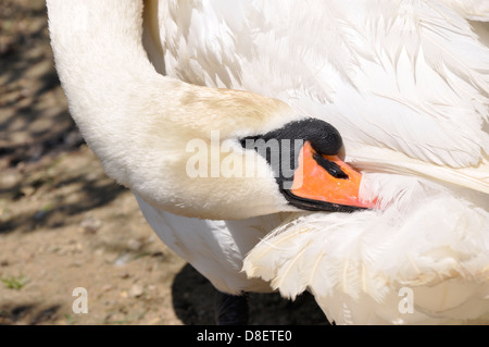 Au lissage cygne muet (Cygnus olor), Abbotsbury Swannery, Dorset Banque D'Images