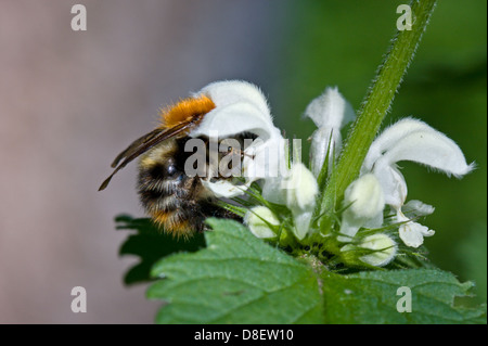 Bourdon sur fleur d'Ortie blanche Banque D'Images
