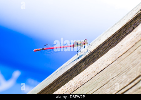 Libellule rouge sur un hangar Banque D'Images