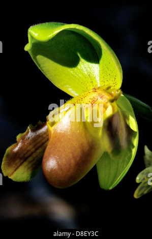 Lady's Slipper orchidée fleur Paphiopedilum Valime Banque D'Images