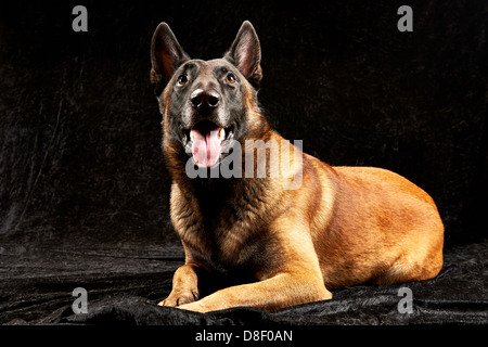 Malinois pure race, sur fond noir Banque D'Images