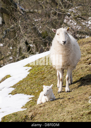 Un jeune agneau né en unseasonal conditions d'hiver à la fin du mois de mars 2013 sur le long Mynd, Shropshire, Angleterre Banque D'Images