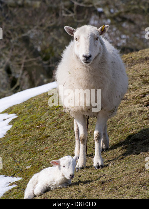 Un jeune agneau né en unseasonal conditions d'hiver à la fin du mois de mars 2013 sur le long Mynd, Shropshire, Angleterre Banque D'Images