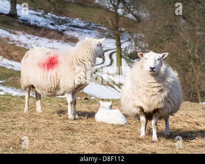 Un jeune agneau né en unseasonal conditions d'hiver à la fin du mois de mars 2013 sur le long Mynd, Shropshire, Angleterre Banque D'Images