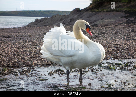 Un cygne muet debout dans un courant d'eau fraîche Banque D'Images